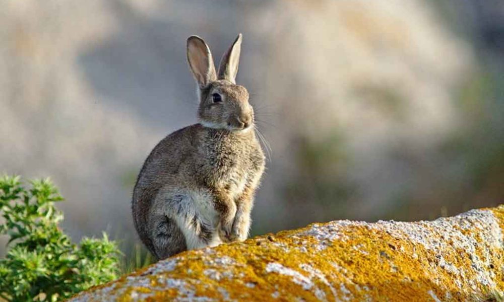 Invasión de liebre europea afecta desierto de atacama en chile