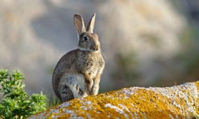 Invasión de liebre europea afecta desierto de atacama en chile