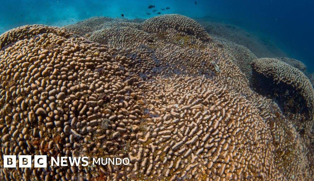 Megacoral: un buzo español encuentra en el océano pacífico el