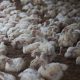Suspende chile importación de pollo desde argentina por gripe aviar