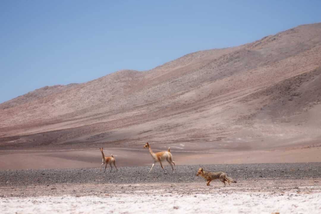 La carrera contra el reloj de chile para proteger sus